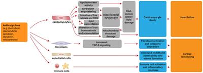 Frontiers Cardiotoxicity Of Anticancer Drugs Molecular Mechanisms